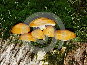 Forest fungi  marasmius torquescens  growing on a rotten tree stump in late summer.