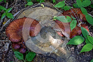 Forest fungi are saprophytes that live on the trunks and stumps of dead trees, participating in the process of processing rotten w