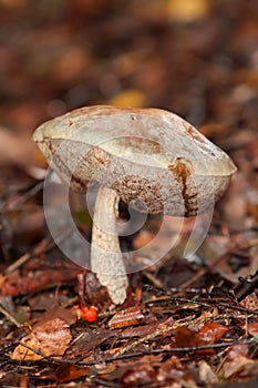 forest fungus