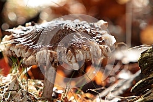 Forest fungus