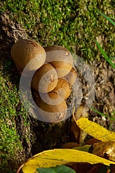 Forest fungus. Common puffball mushroom - Lycoperdon perlatum - growing in green moss in the autumn forest