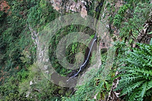 Forest in Garajonay National Park, La Gomera photo