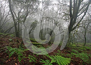 Forest in Garajonay National Park, La Gomera photo