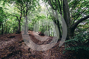 Forest in Gdansk