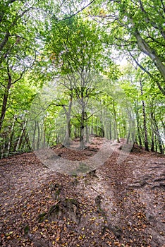 Forest in Gdansk