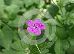 Forest geranium GerÃÂ¡nium sylvÃÂ¡ticum