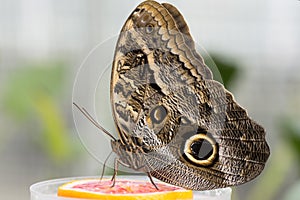 Forest Giant Owl butterfly (Caligo Eurilochus)