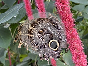 The forest giant owl butterfly or Caligo eurilochus, Mainau - Constance, Germany / Konstanz, Deutschland