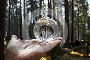 Forest of Giant Redwood Sequoia Trees in California Captured Glass Ball in Palm of Hand