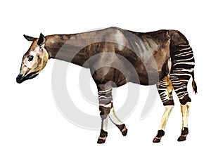 Forest giraffe okapi