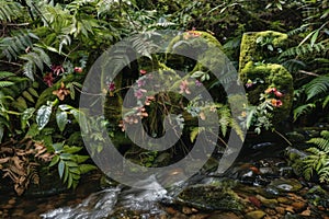 Forest glade with 2025 in moss and ferns, surrounded by wildflowers and a gentle stream