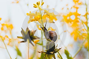 In a forest glade among beautiful yellow flowers, a snail is eating a plant stalk