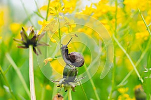 In a forest glade among beautiful yellow flowers, a snail is eating a plant stalk.