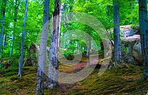 Forest glade covered moss trees trail