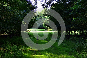 Forest glade in a floodplain forest