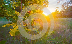 forest glade in light of evening sun