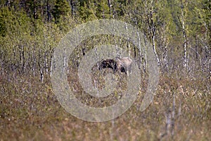 Forest glade overgrown with dwarf birch and willow. Moose feed photo