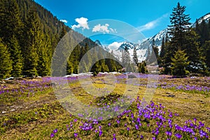 Forest glade with purple crocus flowers and snowy mountains, Romania