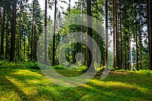 Forest glade in shade of the trees