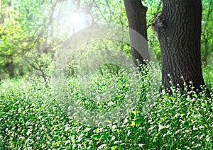 Forest glade sunlit