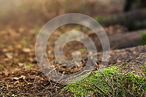 Forest Glade. Sunny forest glade, tree roots.