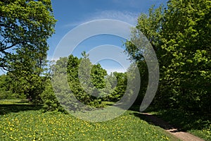 Forest glade on a sunny summer day.