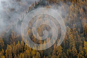 Forest of golden spruces in autumn in fog in Swiss alps