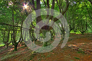 Forest of Gorbeia photo