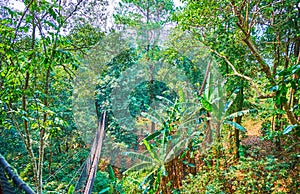 The forest in gorge of Tree Top Walk, Mae Fah Luang garden, Doi Tung, Chiang Rai, Thailand