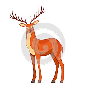 Forest graceful deer with antlers in standing pose. Wildlife of forest mammals concept. Cartoon vector Illustration flat