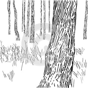 Forest graphic composition