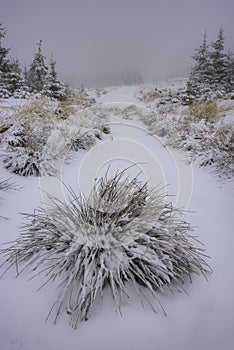 Forest grass covered with fresh snow