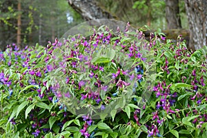 Forest grass: mouse peas