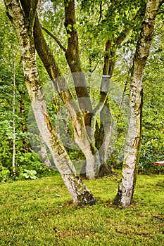 Forest, grass and nature in calm environment for serenity with leaf, beautiful landscape and spring time. Silver birch