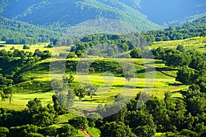 The forest and grassland