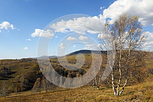 Forest and grassland in autumn