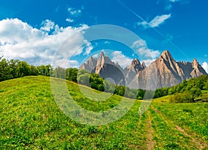 Forest on grassy hillside in tatras