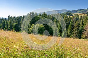 forest on the grassy meadow in mountains photo