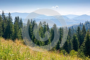 forest on the grassy meadow in mountains photo