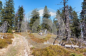 Forest at Great Fatra range, Slovakia