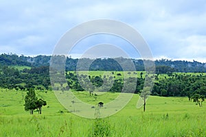 The forest, green field and mountain landscape view in Thailand.