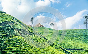 Forest and green fields of tea garden plantations on the hills landscape, Munnar, Kerala, South India