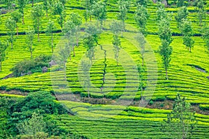 Forest and green fields of tea garden plantations on the hills landscape, Munnar, Kerala, South India