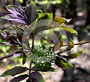 Forest on green grass cones