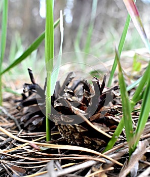 Forest on green grass cones