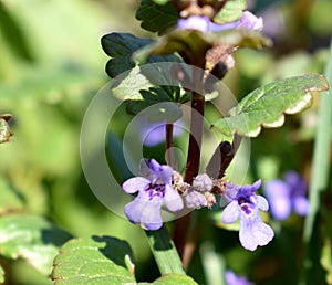 Forest on green grass cones