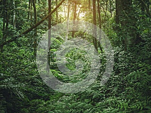 Forest Green Jungle tree Branches Outdoor Nature background