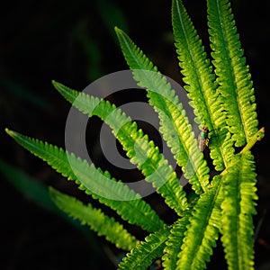 Forest green leaf and green fly bug with sunlight in the morning