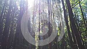 Forest with green mist pine trees