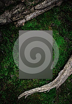 Forest background from moss and tree